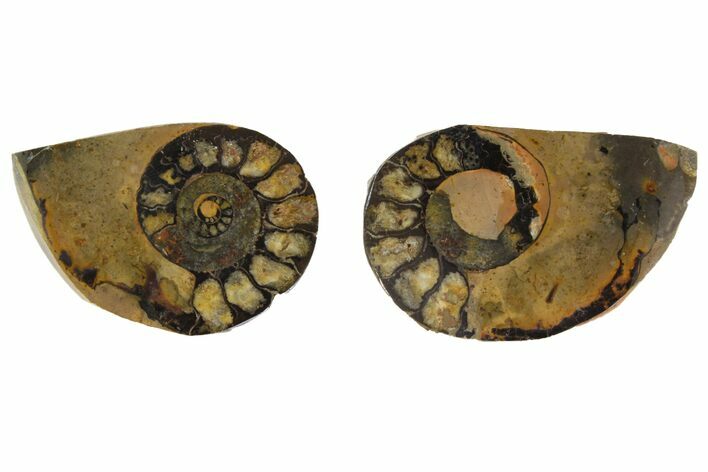 Sliced, Iron Replaced Fossil Ammonite - Morocco #138049